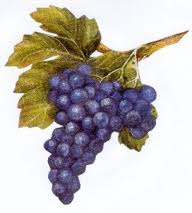 uzum
